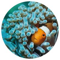 WallArt Tapetti ympyrä Nemo the Anemonefish 142,5 cm