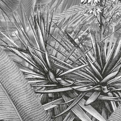 Komar Valokuvaseinämaalaus Amazonia mustavalkoinen 400x250 cm