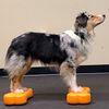 FitPAWS Lemmikin tasapainoalusta Mini K9FITbone 2 kpl 29x16,5x6 cm