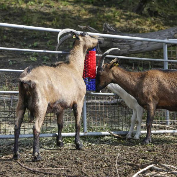 Kerbl Karjan raapimisharja 50 cm 293100