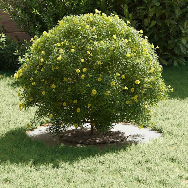 vidaXL sopiva Litteille puu renkaalle 5 pcs Valkoinen &Oslash;30 / 60 cm Ter&auml;s