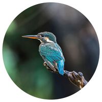 WallArt Tapetti ympyrä The Kingfisher 142,5 cm