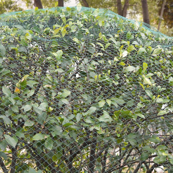 vidaXL Lintuverkko 2 kpl 8x10 m PE