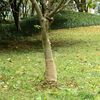 vidaXL Juuttirulla 0,25x10 m 100% juutti 200 gsm